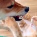 犬と猫が激しいケンカをしていたので『スローで撮影してみた』結果→思わず笑う『まさかの光景』が237万再生「優しい世界」「やばい、かわいい」