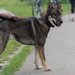 四国犬の性格や特徴・寿命や飼い方について