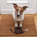 犬の散歩に毎日行けない！理想的な頻度や行かない日の対策を紹介