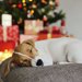犬が大喜びする『クリスマスプレゼント』３つ