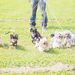 犬には首輪とハーネス、結局どっちが良いの？