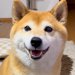 普段は吠えない犬に『ワンって言って』と伝えてみた結果…破壊力が高すぎる『まさかの鳴き声』が242万再生「可愛すぎて苦しい」「天使すぎる」