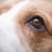 犬の目元や涙が臭い！ニオイの主な原因と対処法