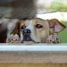 犬の爪が伸び過ぎてるのは危険！考えられるリスクと爪切りの適切な頻度