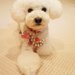 犬用品┃ペット用品通販サイトおすすめ9選