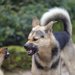 犬の喧嘩の理由とは！注意すべき多頭飼いとその解決方法