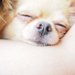 犬の安楽死について。その費用や方法とは？