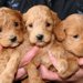 犬の値段が安い理由について