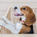 北欧風のおしゃれな犬用ケージ10選！種類や選び方も紹介