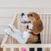 犬のケージ手作りアイデア３選