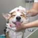 犬がシャンプーを嫌がるのはなぜ？風呂好きにするための解決法をご紹介