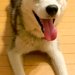 誰もいない庭で放置された『ガリガリの大型犬』を発見→飼い主に連絡すると…信じられない物語が49万再生「涙が止まらん」「感謝します」