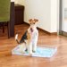 ハイセンス！目立たずおしゃれな犬トイレ「クリアレット2」