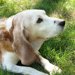 犬のボケは人が原因？飼い犬ならではの生活が痴呆を誘発する！