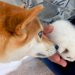 生後1ヶ月『手のひらサイズの赤ちゃん子猫』→犬よりも全然小さかったのに、3年後…予想を上回る『成長した一枚』に反響「ご立派になられて」