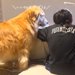 『息子が珍しく勉強を始めた』と思ったら→隣に『大型犬』がいて…絶対に勉強にならない光景が21万再生「気持ちわかるｗ」「ほんと癒される」