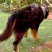 大型犬が亡くなる前日、なぜか『お庭』に出たがって…涙腺崩壊する『最期の行動』と『家族愛に溢れた記録』が113万再生「全うした」「生きた証」