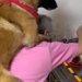 ２匹の大型犬が、おばあちゃんに『おんぶ』をおねだりして…愛を感じる『まるで親子のような光景』に反響「安心するんだね」「大きい赤ちゃん」