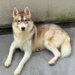 『汚くて触りたくない』と捨てられた大型犬→LINEに送られてきたメッセージを見て会いに行ったら…衝撃の展開が49万再生の反響「表情が…」