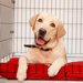 犬のケージカバーの人気ランキング4選！