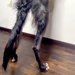 『185センチある大型犬』窓の外を覗こうと、ワンコが立ち上がった結果→衝撃の『デカすぎる光景』が149万再生「イケメン」「圧倒された」