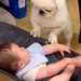 赤ちゃんが転がるバウンサーに犬が乗ってしまった結果→『泣いてしまうかな』と思ったら…『予想外の光景』が58万再生「涙出た」「保育士さん」