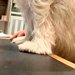 犬を預けたペットホテルから送れらてきた写真→『寂しがってないかな』と見てみたら…まさかの光景に5万いいね「たくましくて草」「えぐいｗ」