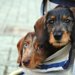 犬をベビーカー（カート）に乗せるのには理由があった！