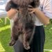 抱っこされている黒い犬→毛がモッフモフ過ぎて…『子熊にしか見えないｗｗ』まさかの光景が180万再生「思った以上で草」「ギリギリ熊ｗｗ」