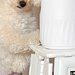 『やけに犬が静かだな』と様子を見に行った結果→なぜか『カメラの前』で…笑ってしまう『まさかの光景』に反響「恐喝ｗｗ」「かわいい」