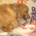赤ちゃんをジーっと見つめる大型犬→『自分が産みました』と勘違いしている光景が尊すぎると180万再生「最高」「ジブリの世界すぎる」と絶賛