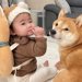 赤ちゃんが後ろに転んでしまったら、2匹の犬が…尊すぎる『即座に心配する光景』が27万再生「最高のボディーガード」「なんて頼もしい」と称賛