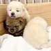 生まれて15日目の赤ちゃん犬が脱走→慌てる母犬の横で…予測不能すぎる『衝撃的な行動』が13万再生「困ってて可愛いｗ」「身体能力すご」