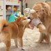 2歳の女の子のぬいぐるみが『柴犬に取られてしまった』結果→大型犬が取り返そうとして…想像と違う展開が26万再生「笑ったｗ」「優しすぎ」