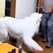 おじいちゃんが『超大型犬を甘やかして育てた』結果→まるで人間の子供のように…あまりにも尊い光景が84万再生「可愛すぎ」「永遠の赤ちゃん」