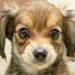 プロフィールでは『たれ耳』の子犬→実際の姿を見てみたら…まるで別犬？『衝撃の光景』が162万再生「今まで見た中で一番可愛い」「ダンボ？」