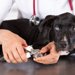 犬の爪切りにかかる料金は？サロンや動物病院で切ってもらう方法