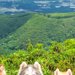 絶景で記念撮影する4頭のハスキー犬→みんなの表情が…思わず笑顔になる『まさかのシンクロ』に反響「このままぬいぐるみにしたい」「可愛すぎ」