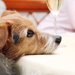 愛犬がトイレシーツをボロボロにした原因と我が家の対処法