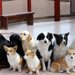 犬の仕事をしたいと思ったら
