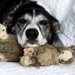増え続けている老犬介護施設「老犬ホーム」って？
