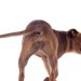 犬の肛門腺絞りとは？絞らないとどうなる？