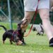 トリーツポーチ┃おやつ入れ 愛犬の散歩におすすめ商品のご紹介