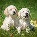 レトリバーの種類！6犬種の性格や特徴、子犬の迎え方まで