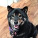 愛犬が他の犬に唸る意外な理由が判明！｜LAYLAのペットリーディング