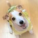 愛犬はいつでもママの気持ち最優先！｜LAYLAのペットリーディング