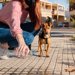犬のおしっこに水をかけるのは効果的？正しい散歩マナーとトイレ対策
