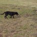 保護犬の里親になる方法・準備・注意点