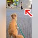 大型犬の散歩中『いるはずのないパパが通りすがったら気づくのか』検証…予想を超えた『まさかの結末』が8万再生「愛に溢れてる」「感動した」
