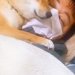 体調を崩した夫→心配した犬が『看病をしてくれた』と思ったら…とんでもなく愛おしい『まさかの光景』が152万再生「無償の愛…」「優しい子」